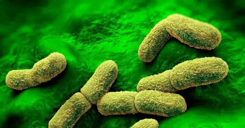 Pekerja Lab Rusia Meninggal Diduga Terpapar Pes, Kemenkes Perketat Pengawasan di Bali